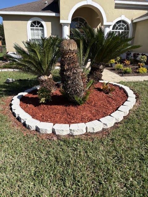 After: palm bed with a full stone border and fresh red mulch