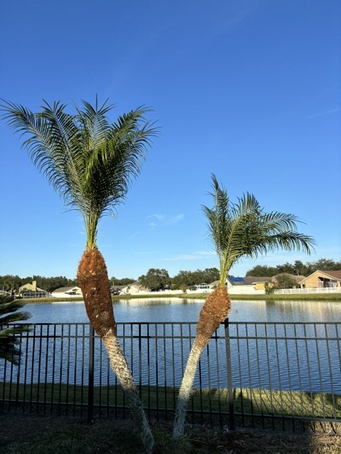 Two freshly trimmed palm trees by a lake