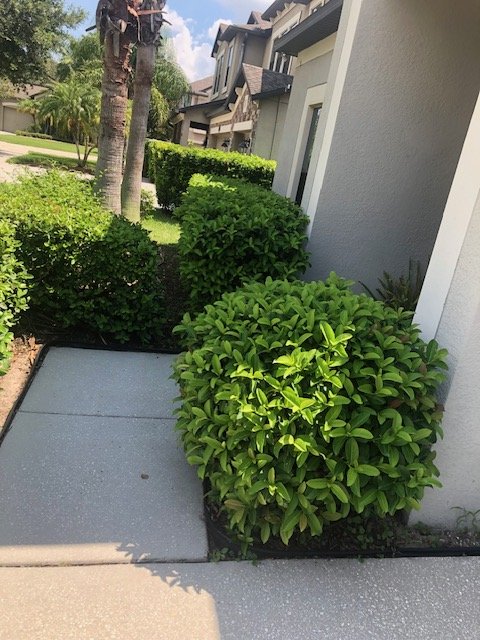 Neatly trimmed shrubs beside a home